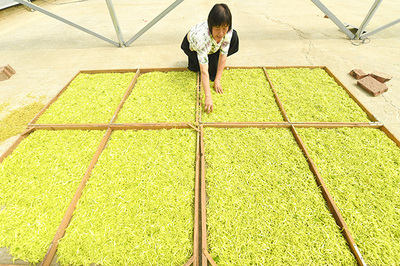 景县:“三个着力”加快农业产业结构调整步伐